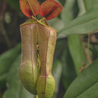 Nepenthes distillatoria L.